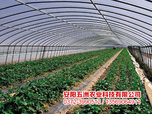 蔬菜大棚